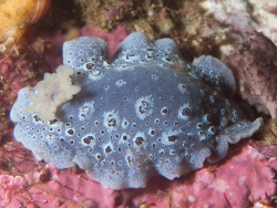 Cadlina sp-c,pmb reef Cape Point, Cape Town, South Africa 2025 (CC-BY-SA)