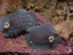 Cadlina sp-c,maidstone pinnacles Cape Point, Cape Town, South Africa 2021 (CC-BY-SA)