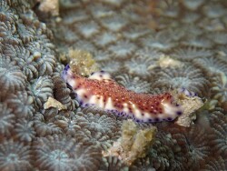 Pseudoceros sp 5 Siamil, Sabah Malaysia 2025