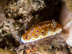 PN0A3509_ Goniobranchus tennentanus, Tanzania 2025