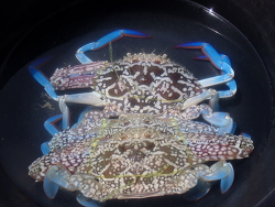 Portunus pelagicus thumbnail