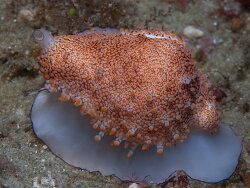 Ovula costellata, rooneys 2 mile reef sodwana, South Africa 2022 (CC-BY-SA)