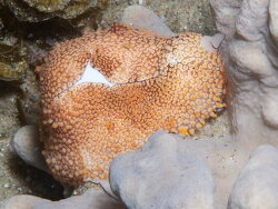 Ovula costellata,steps, Ponta do Ouro, Mozambique 2020 (CC-BY-SA)