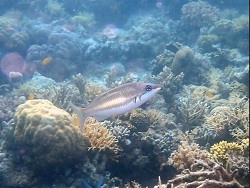 Foto: Tun Sakara marine park, Samporna, Sabah Malaysia