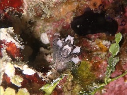 Foto: Tun Sakara marine park, Samporna, Sabah Malaysia, Indonesien