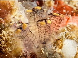 Foto: Bundegi, Exmouth, West-Australien