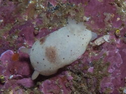 Cadlina sp-a,outer photographers, Cape Point, Cape Town, South Africa 2021(CC-BY-SA)
