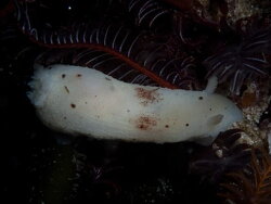 Cadlina sp-a,windmill Simon's Town, Cape Town, 7975, South Africa 2020 (CC-BY-SA)