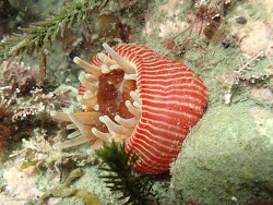 Epiactis thompsoni,Región de Wellington, Nueva Zelanda 2025