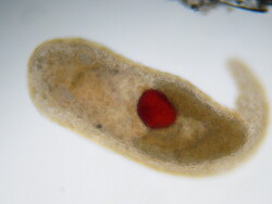 Newly hatched Vayssierea felis 2018