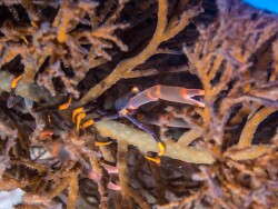 Quadrella serenei thumbnail