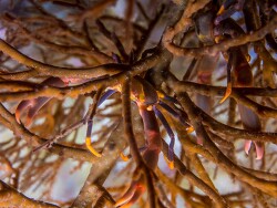 Quadrella serenei thumbnail