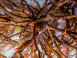 Quadrella serenei thumbnail