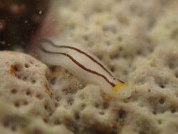 Chromoplana sirena,Región de Wellington, Nueva Zelanda 2025