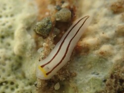 Chromoplana sirena,Región de Wellington, Nueva Zelanda 2025