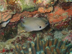 Pomacentrus alexanderae,Semporna Sabah Malaysia 2025