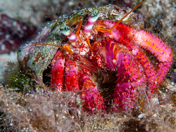 Dardanus arrosor thumbnail