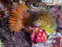 Dardanus arrosor thumbnail