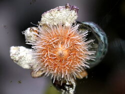 Pink Lady Salmacis sp. (c) MUelly 2025