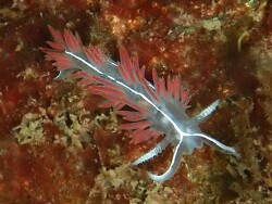 Orienthella trilineata,Decatur Reef, Bainbridge Island, WA, USA 2022