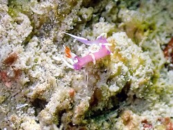 Marianina rosea,Kapalai Sabah Malaysia 2025