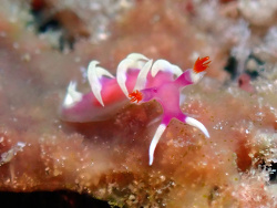 Marianina rosea,Batangas, Philippines 2025