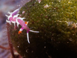 Marianina rosea, Taiwan 2022