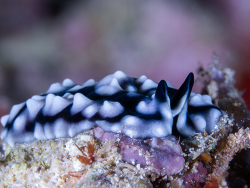 Pseudoceros imitatus thumbnail