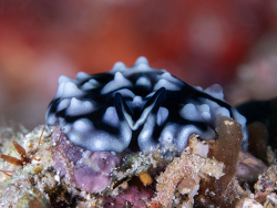 Pseudoceros imitatus thumbnail