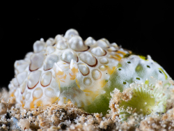 Pleurobranchus forskalii,Bangka Island UW, North Sulawesi, Indonesia,Nov. 2025