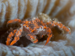 Orange Coral Gall Crab,Cryptochiridae sp.,Bangka Island UW, North Sulawesi, Indonesia,Nov. 2025