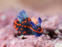 Nembrotha sp.02 thumbnail