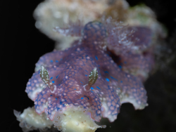 Miamira sinuata thumbnail