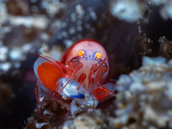 Synalpheus modestus thumbnail