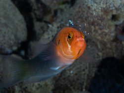 Erdmann's Dottyback,Pseudochromis erdmanni,Bangka Island UW, North Sulawesi, Indonesia,Nov. 2025