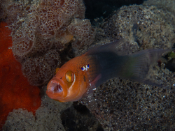 Erdmann's Dottyback,Pseudochromis erdmanni,Bangka Island UW, North Sulawesi, Indonesia,Nov. 2025