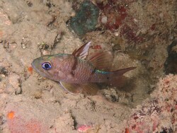 Pristicon trimaculatus,Semporna Sabah Malaysia 2025