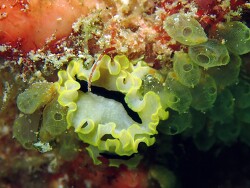  Euryleptid,Kapalai Sabah Malaysia 2025