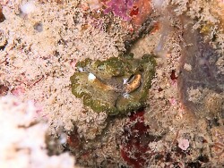 Tytthosoceros lizardensis,Semporna Sabah Malaysia, 2025