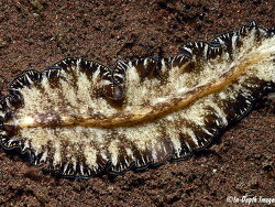 Tytthosoceros lizardensis,50mm, Bali