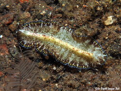 Tytthosoceros lizardensis,50mm, Bali