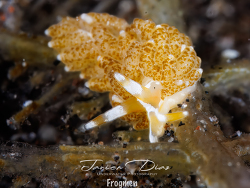 Trinchesia yamasui, Tulamben, Bali 2025