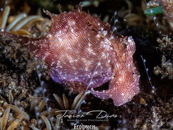 Stylocheilus striatus, Tulamben, Bali 2025