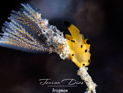 Thecacera sp.03 thumbnail