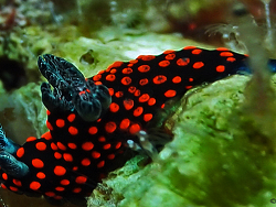 Nembrotha yonowae,Indonesia,North Sulawesi, Bangka Island, 2013