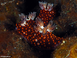 Nembrotha yonowae (Goethel & Debelius, 1992),Bali, Indonesien  2022
