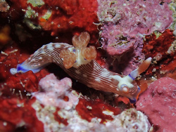 Nembrotha livingstonei thumbnail