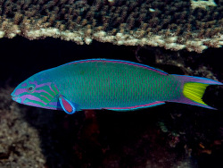 Thalassoma lunare thumbnail