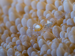 Hamopontonia physogyra thumbnail