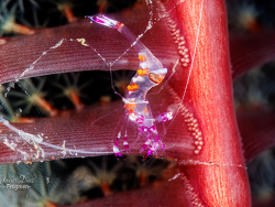 Ancylomenes luteomaculatus thumbnail